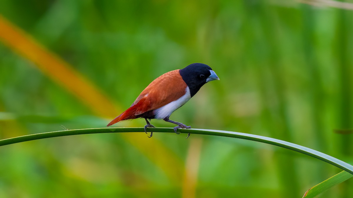 Tricolored Munia - ML637106135