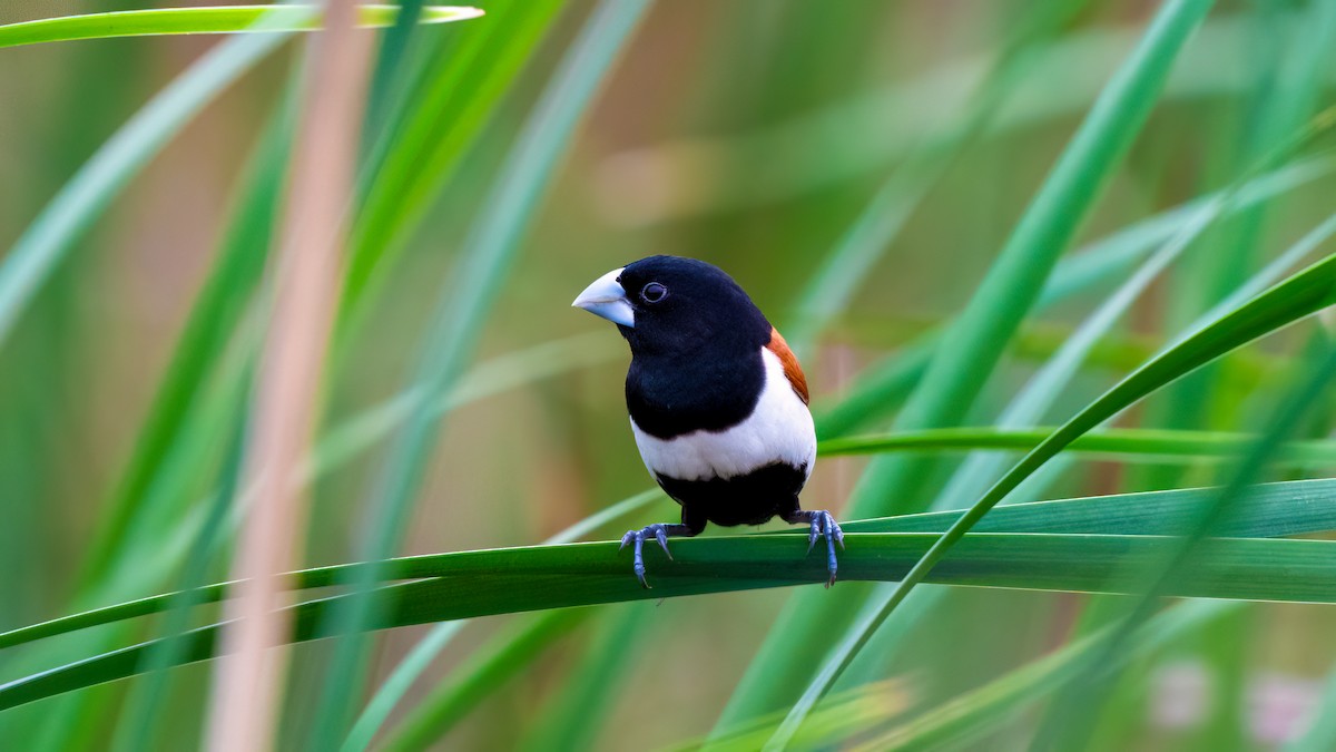 Tricolored Munia - ML637106136