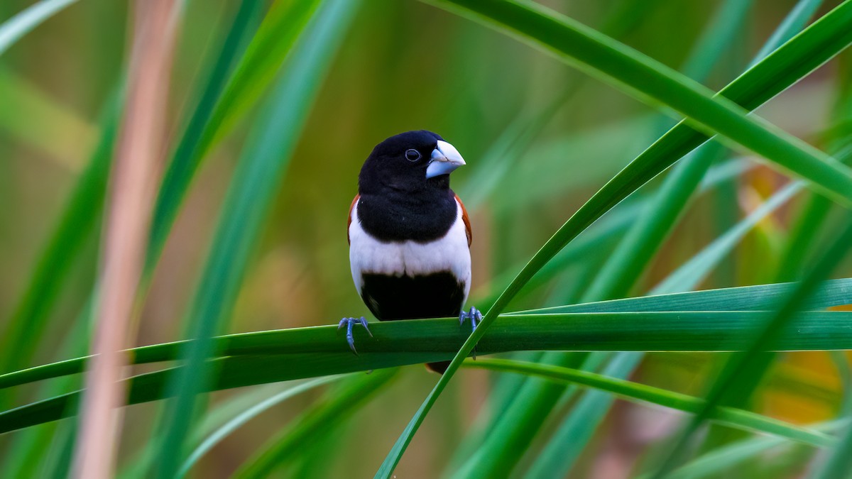 Tricolored Munia - ML637106137
