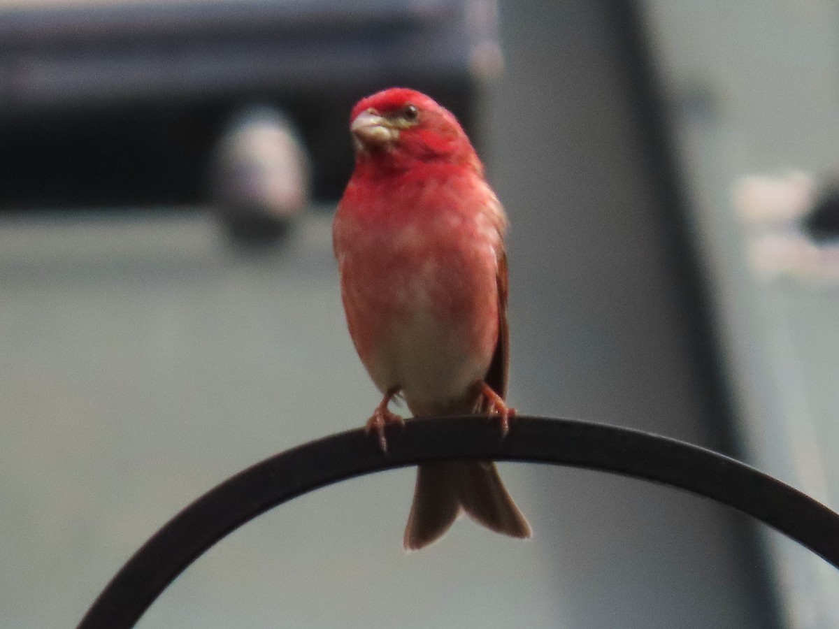Purple Finch - ML637106151