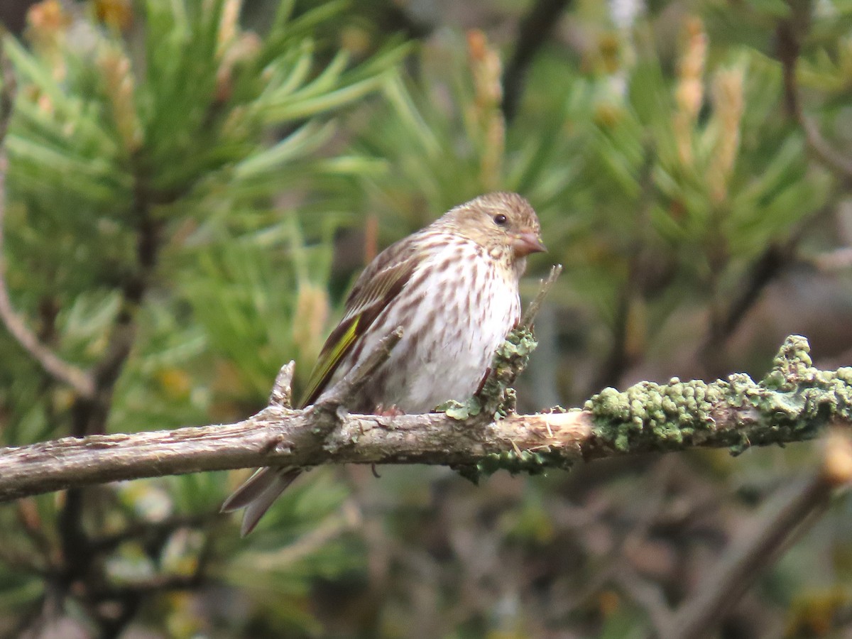 Pine Siskin - ML637106172