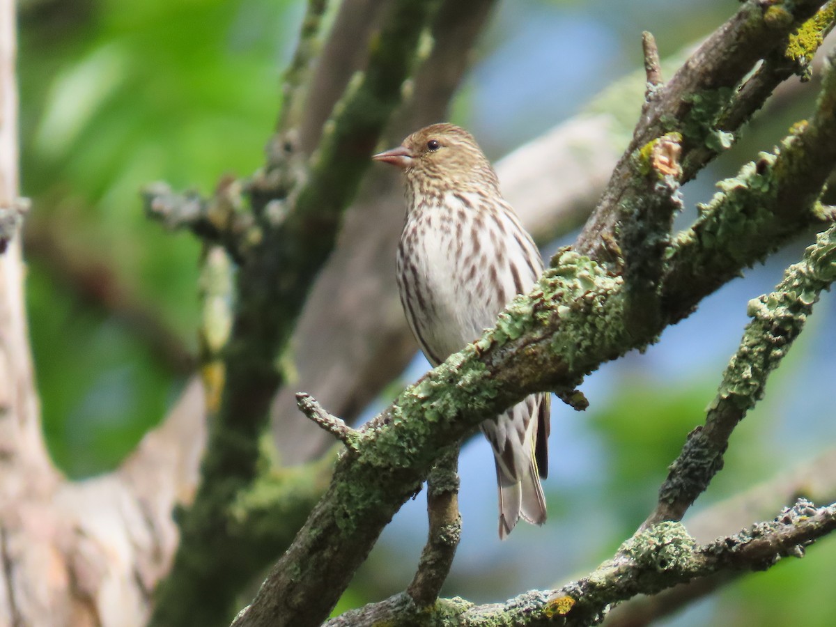 Pine Siskin - ML637106173