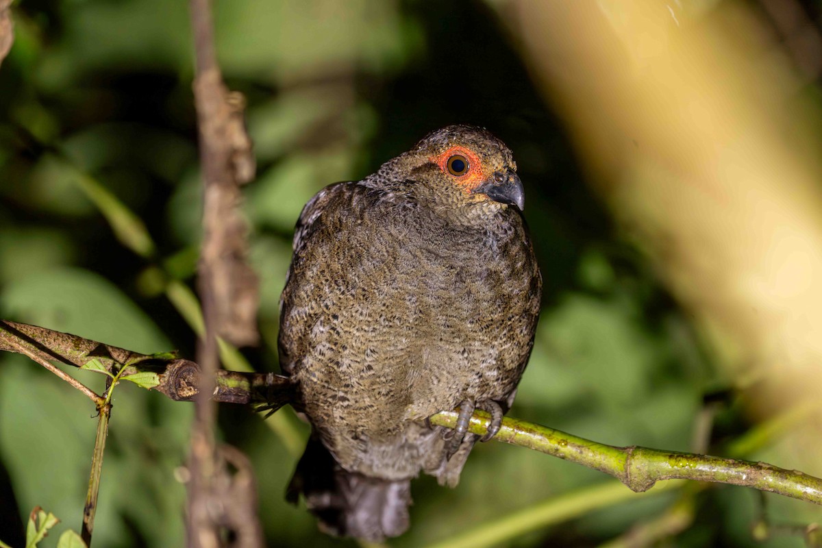 Marbled Wood-Quail - ML637106191
