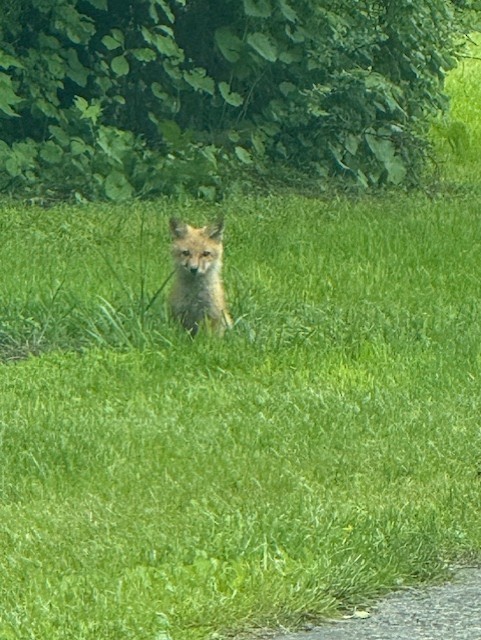 Red Fox - ML637106197