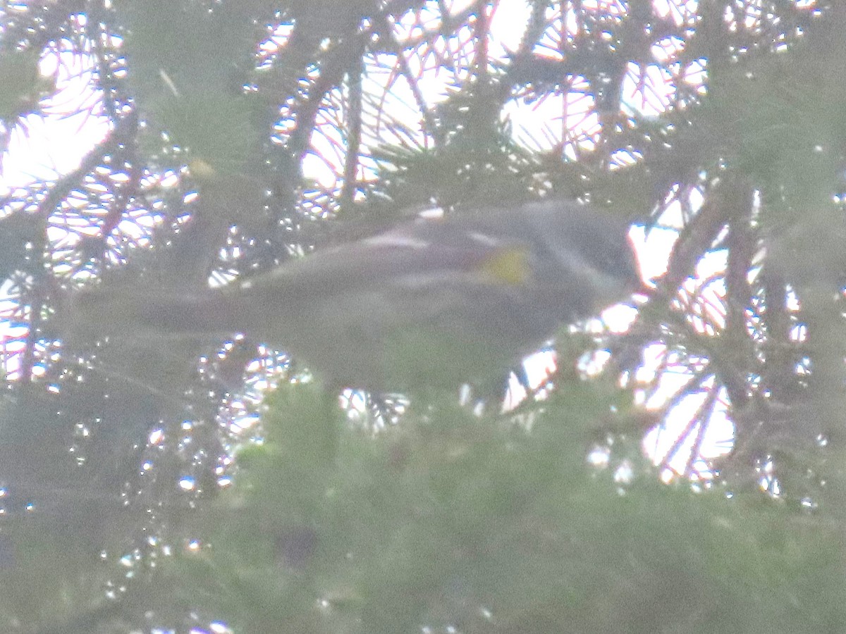 Yellow-rumped Warbler - ML637106228