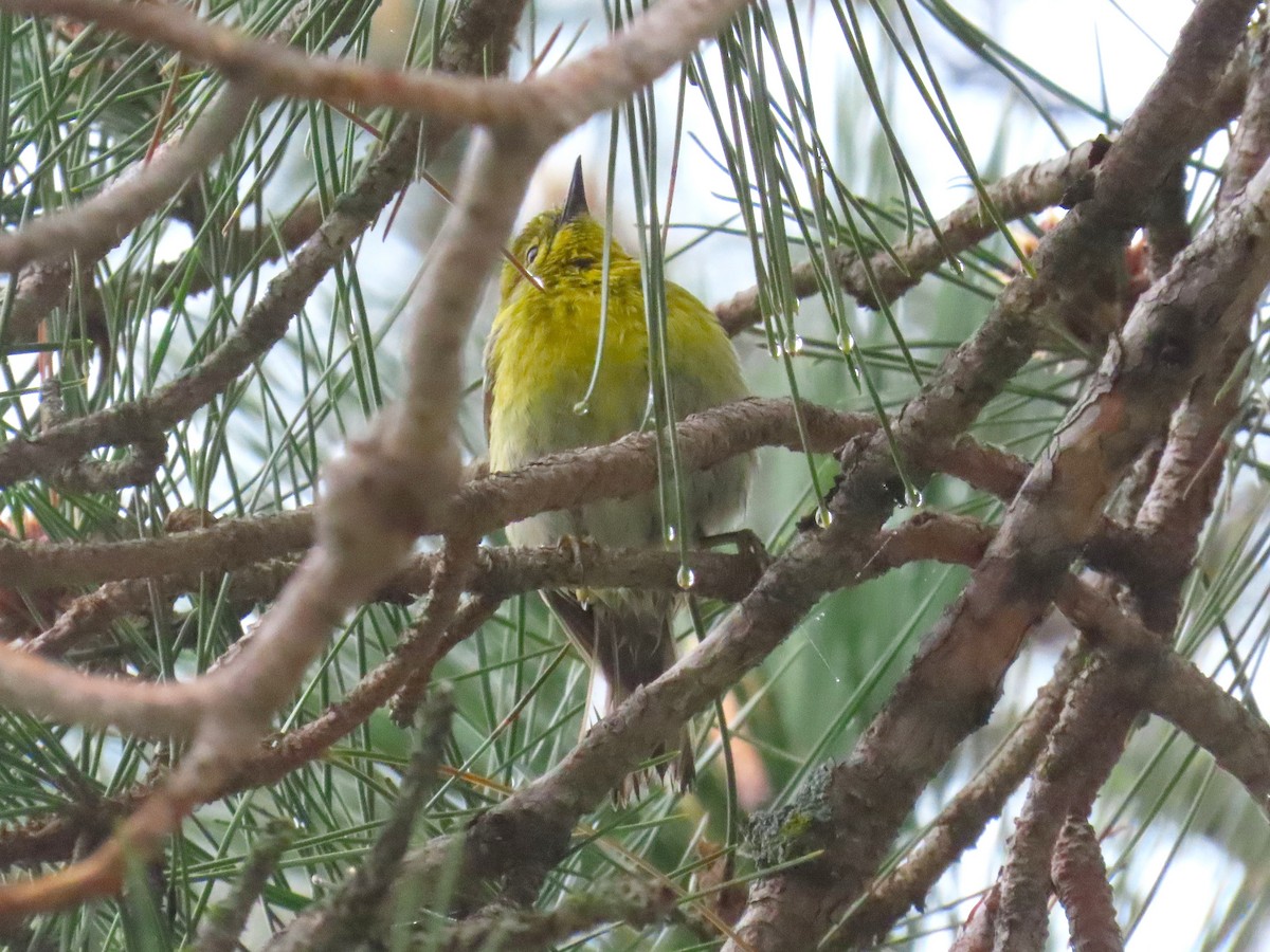 Pine Warbler - ML637106232