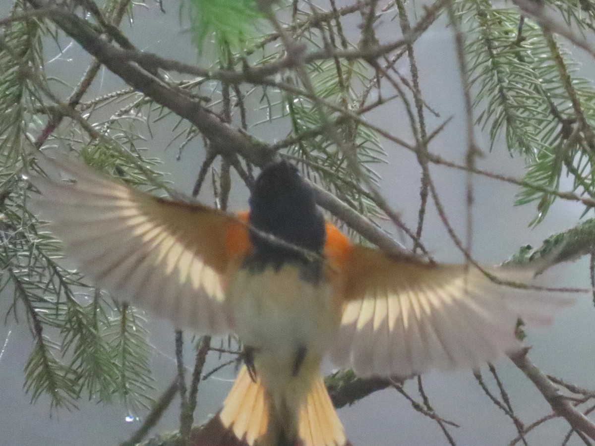 American Redstart - ML637106240