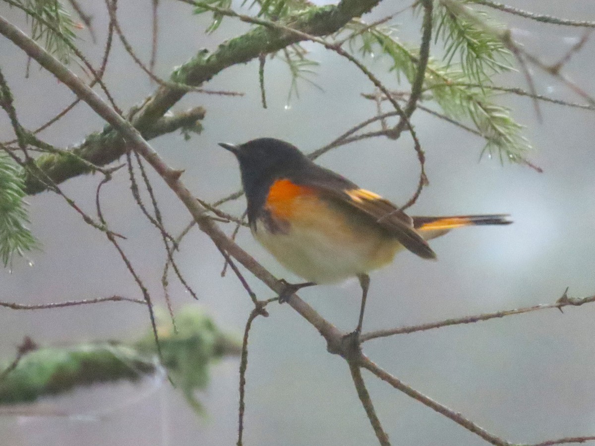 American Redstart - ML637106241