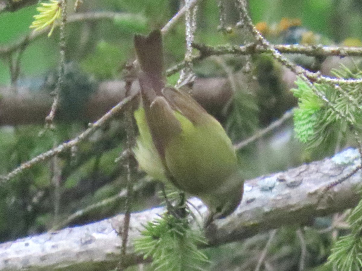 Tennessee Warbler - ML637106251