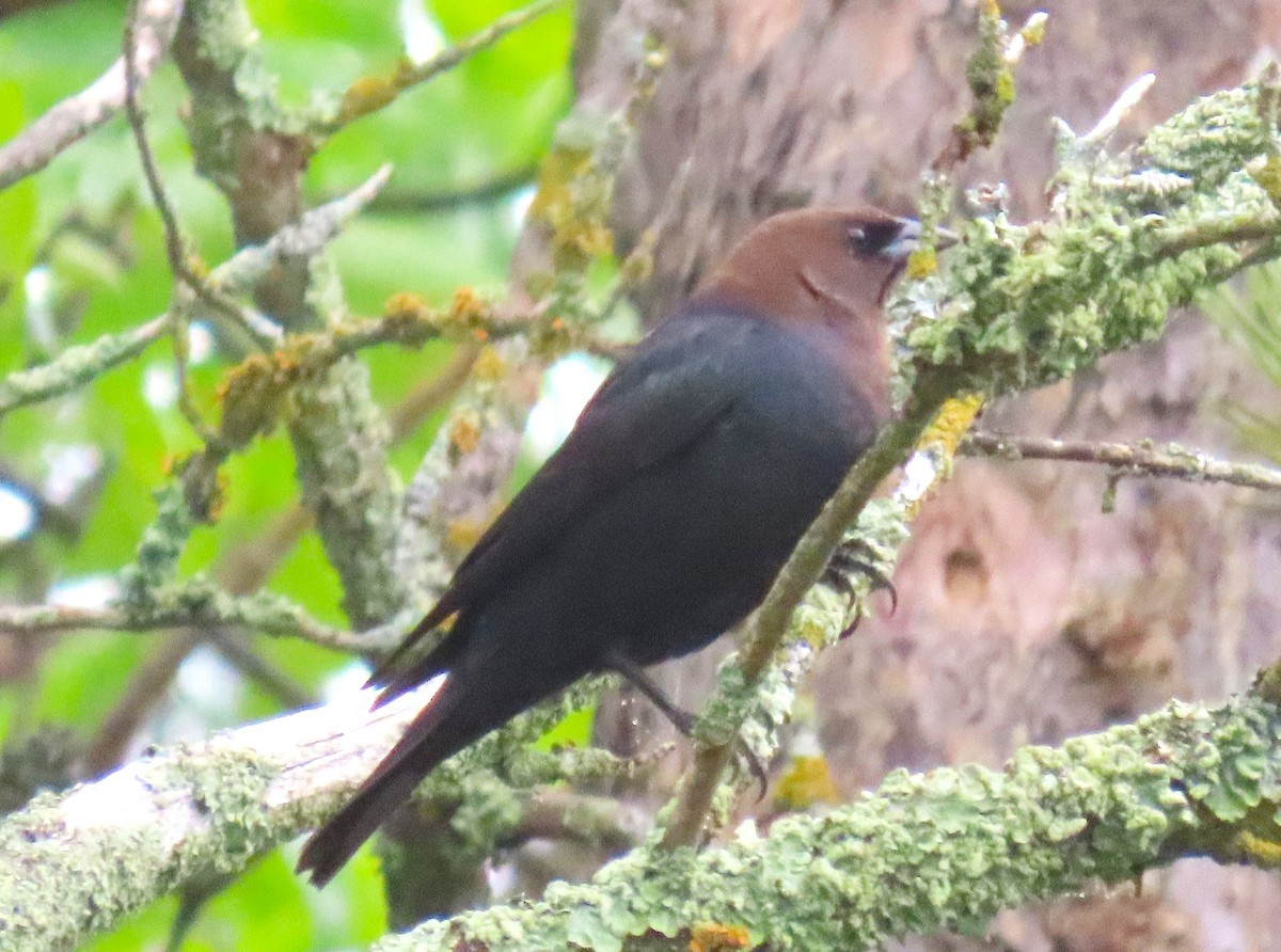 Brown-headed Cowbird - ML637106258
