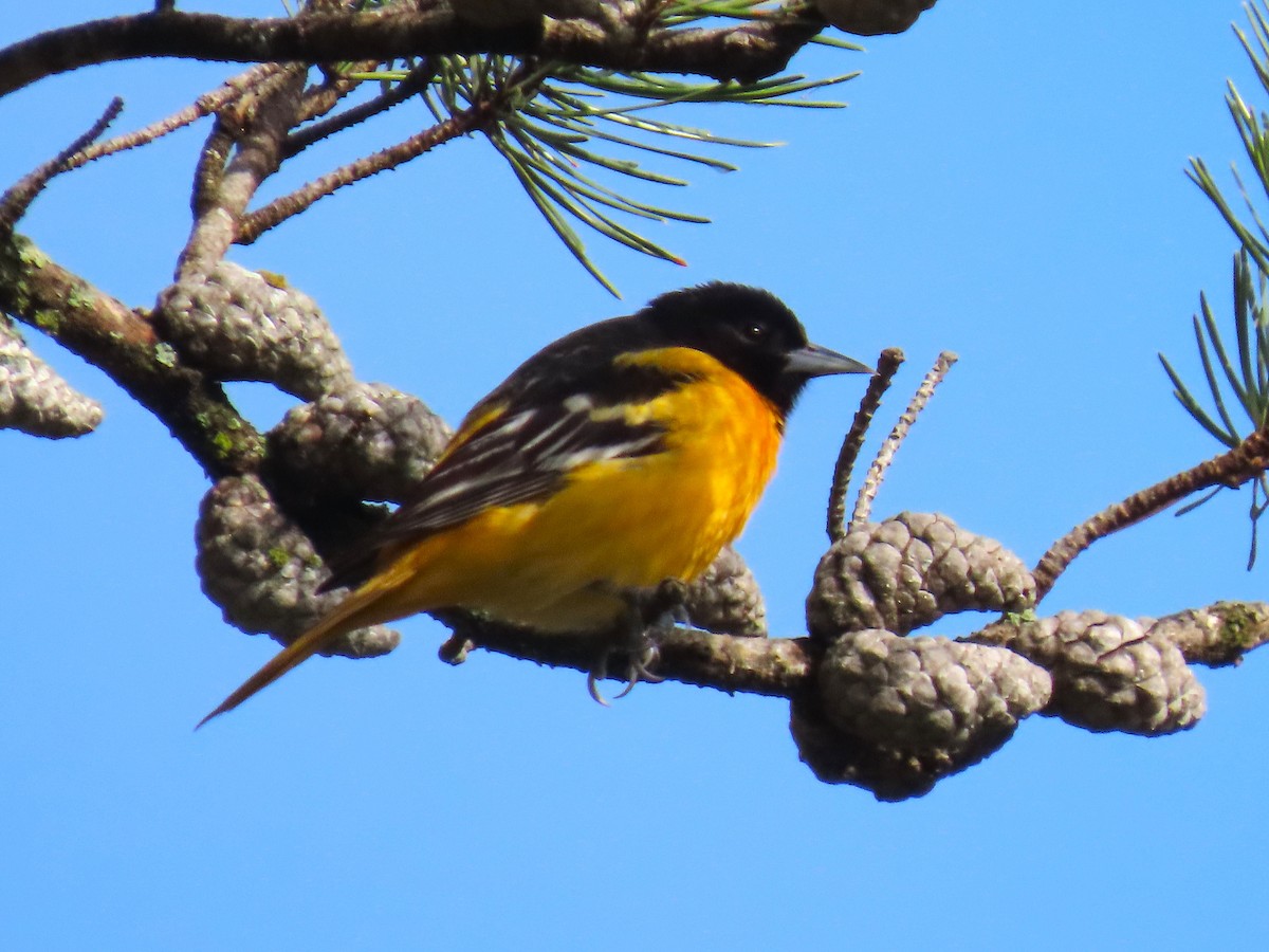 Baltimore Oriole - ML637106270