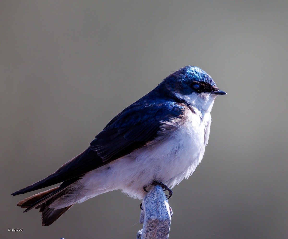 Tree Swallow - ML637106360