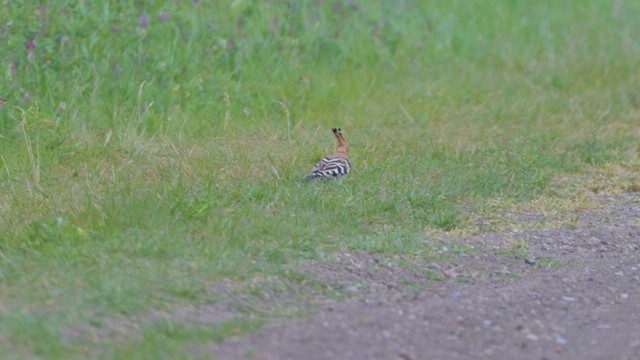Eurasian Hoopoe - ML637106361