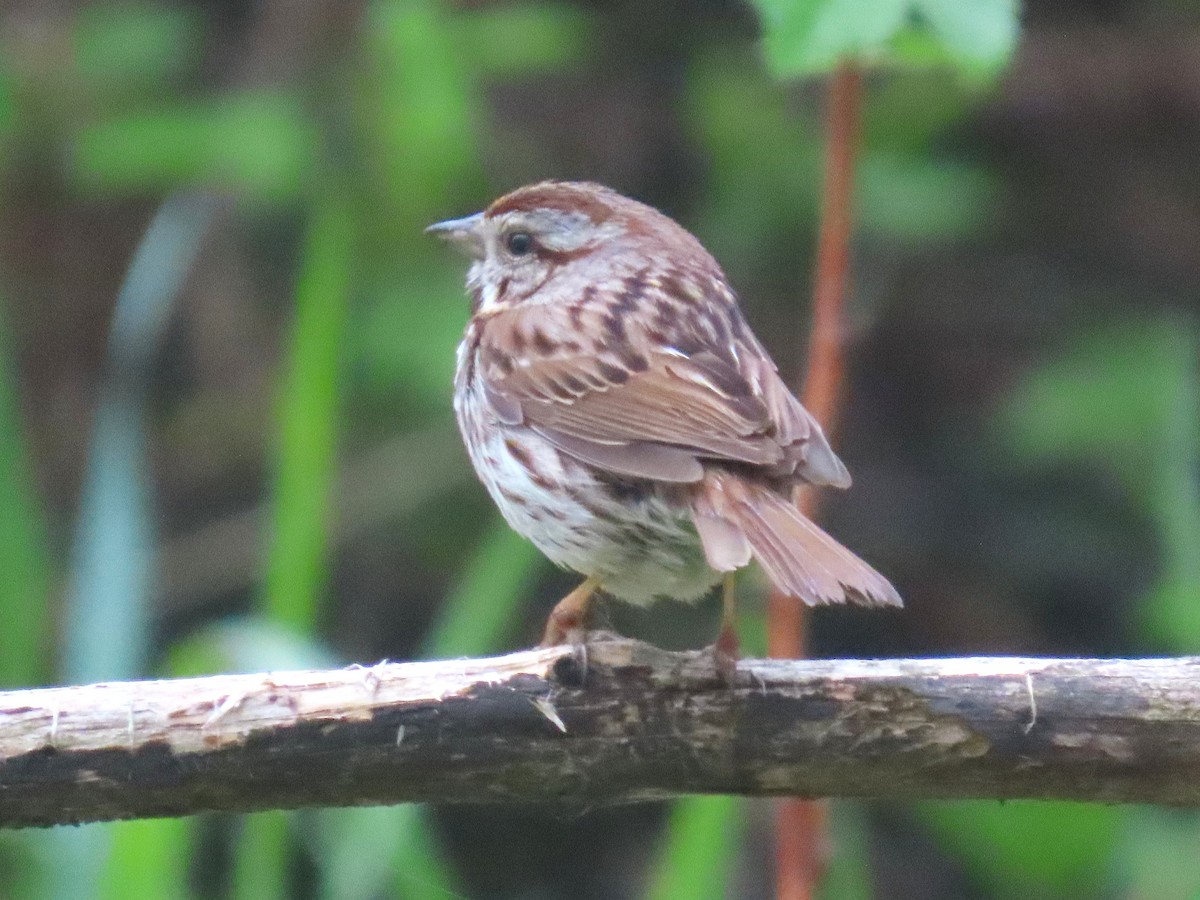 Song Sparrow - ML637106382