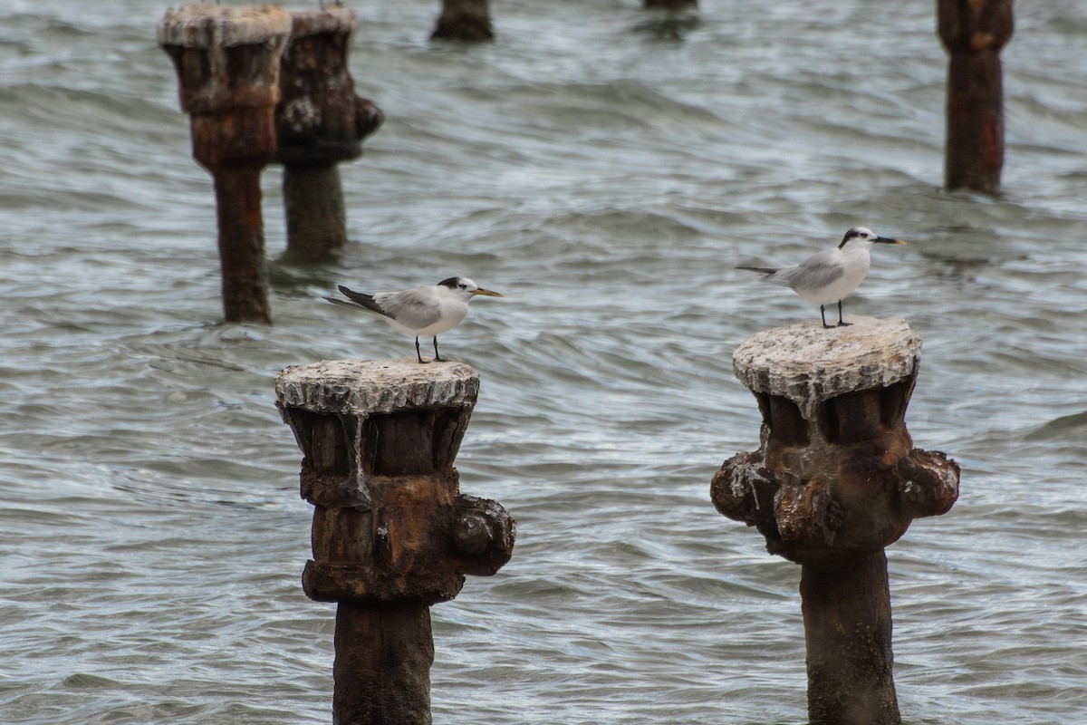Sandwich Tern (Cayenne) - ML637106396
