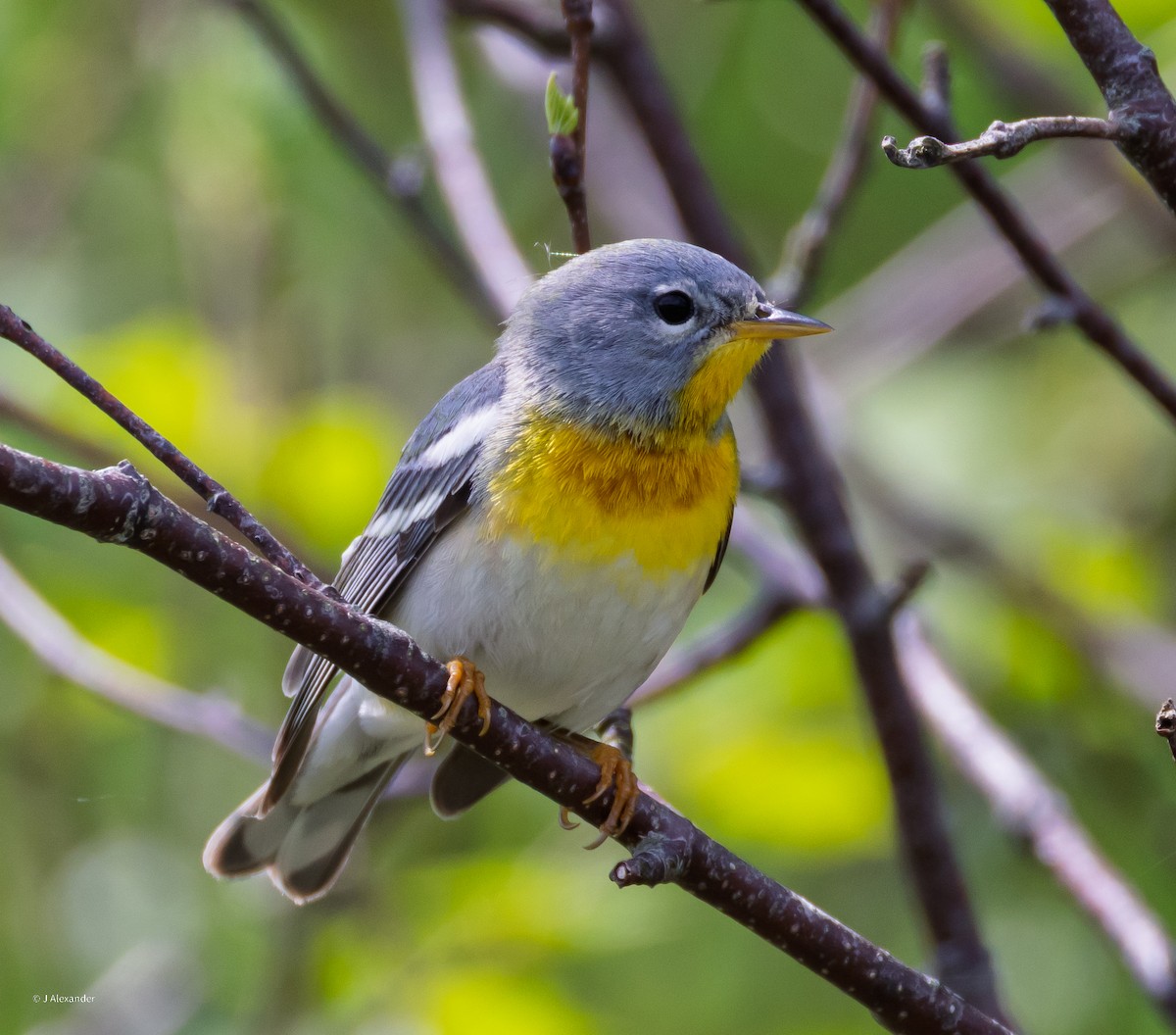 Kuzeyli Parula - ML637106398