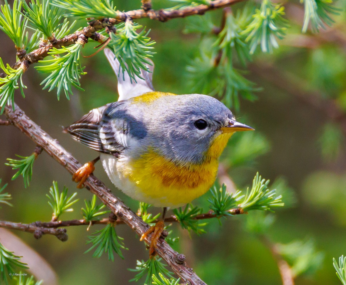 Kuzeyli Parula - ML637106399