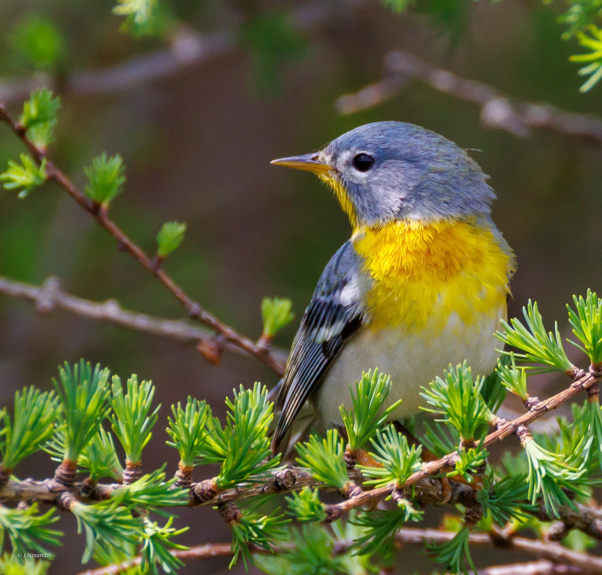 Kuzeyli Parula - ML637106400