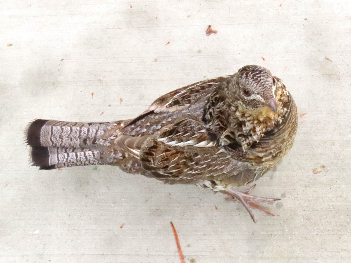 Ruffed Grouse - ML637106403