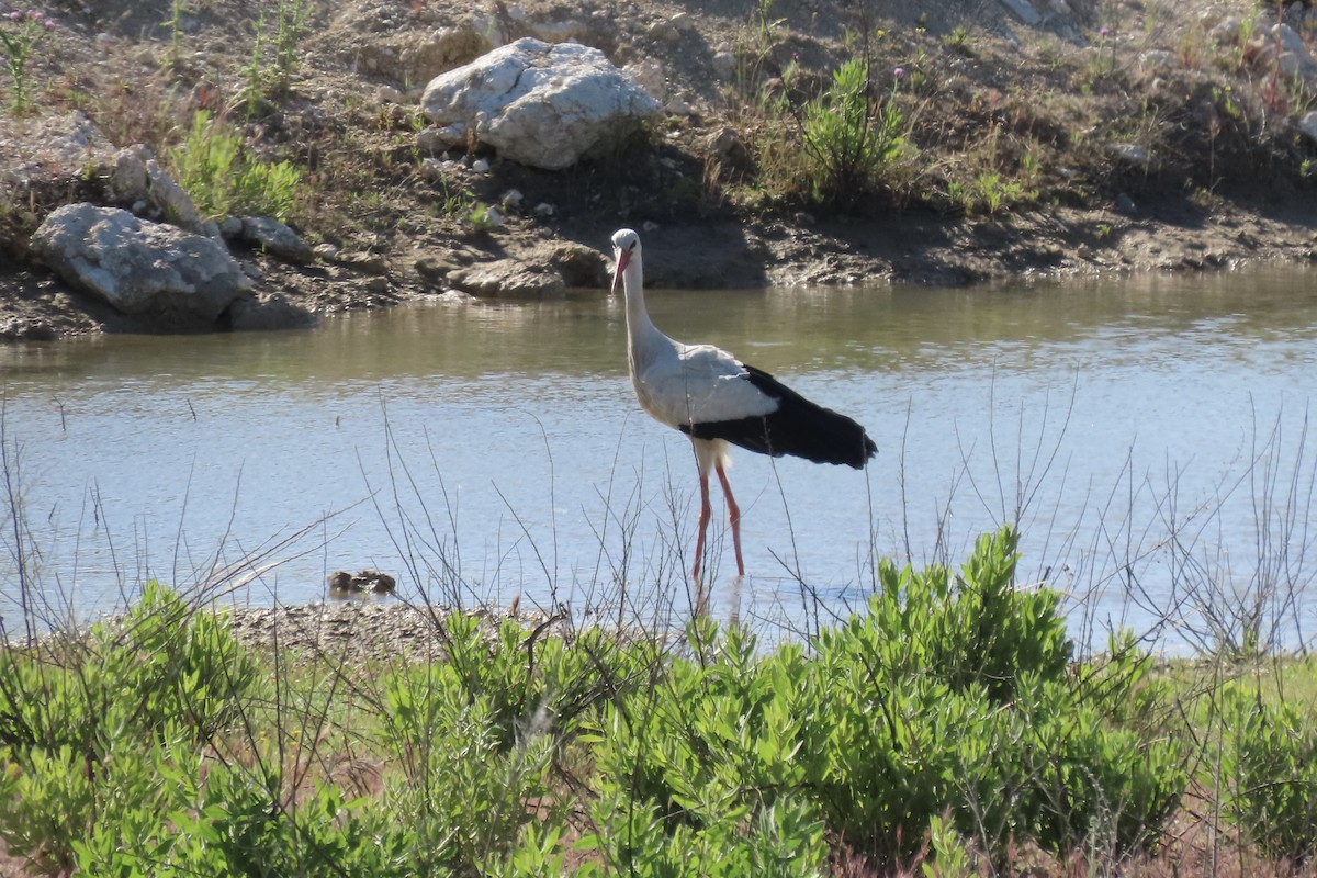 stork - ML637106430