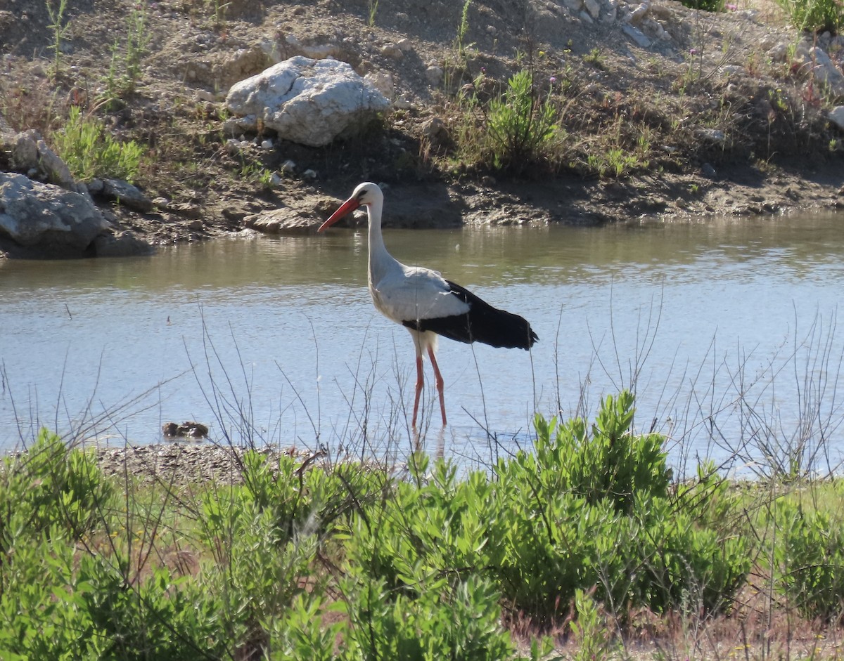 stork - ML637106431