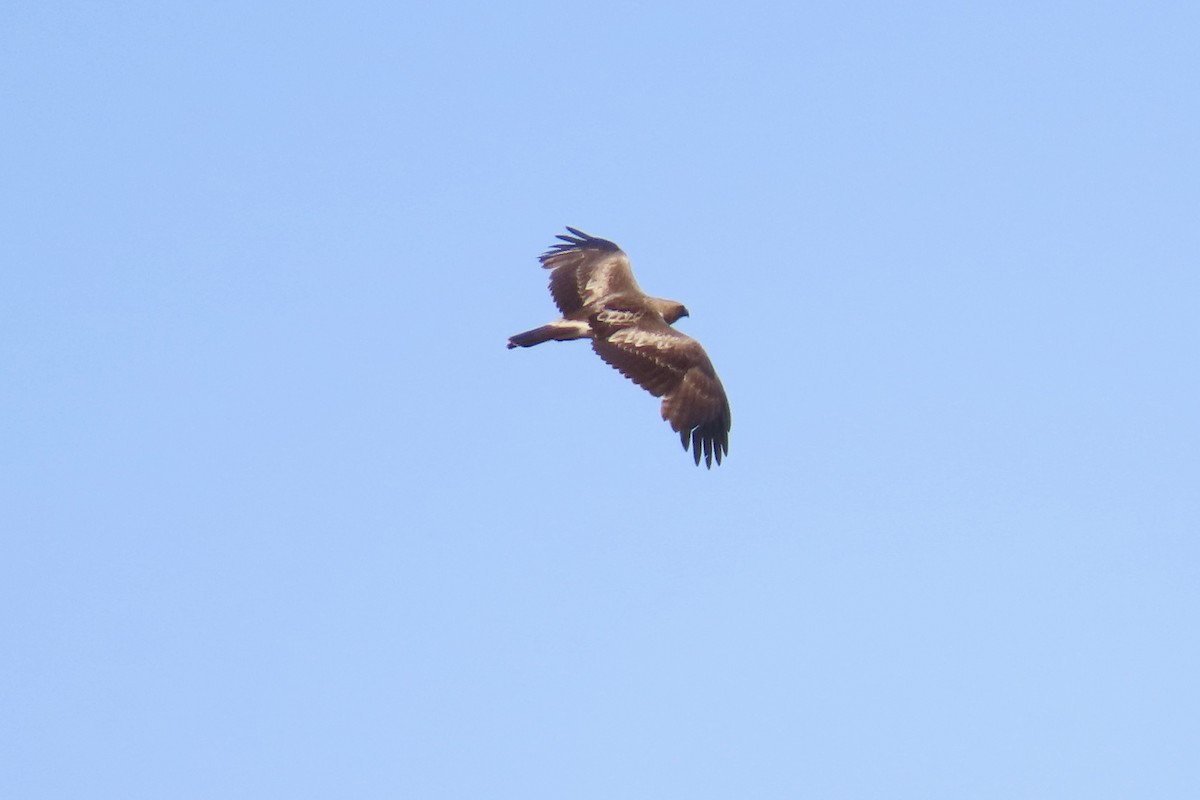 dvergørn - ML637106446