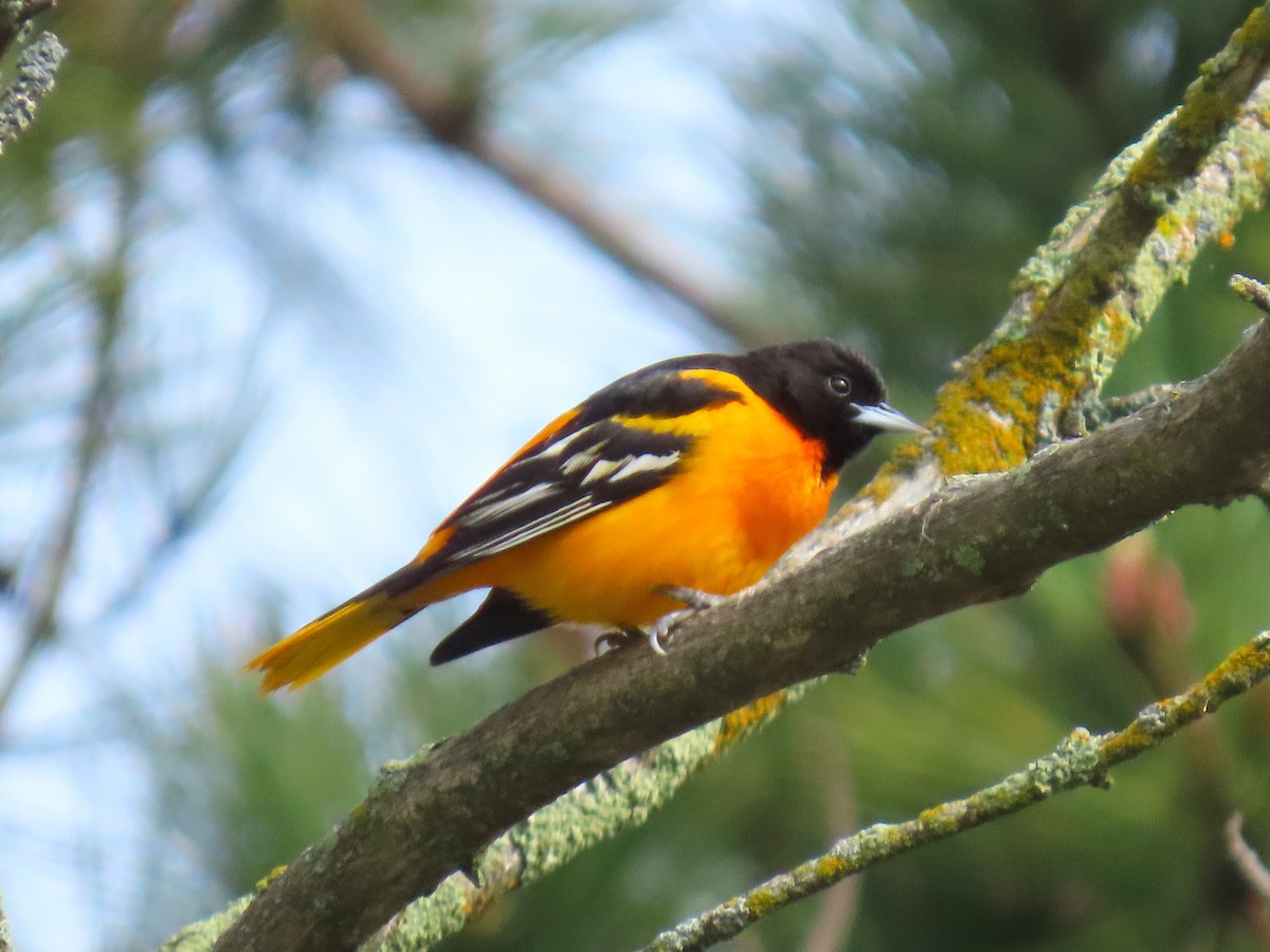 Baltimore Oriole - ML637106458