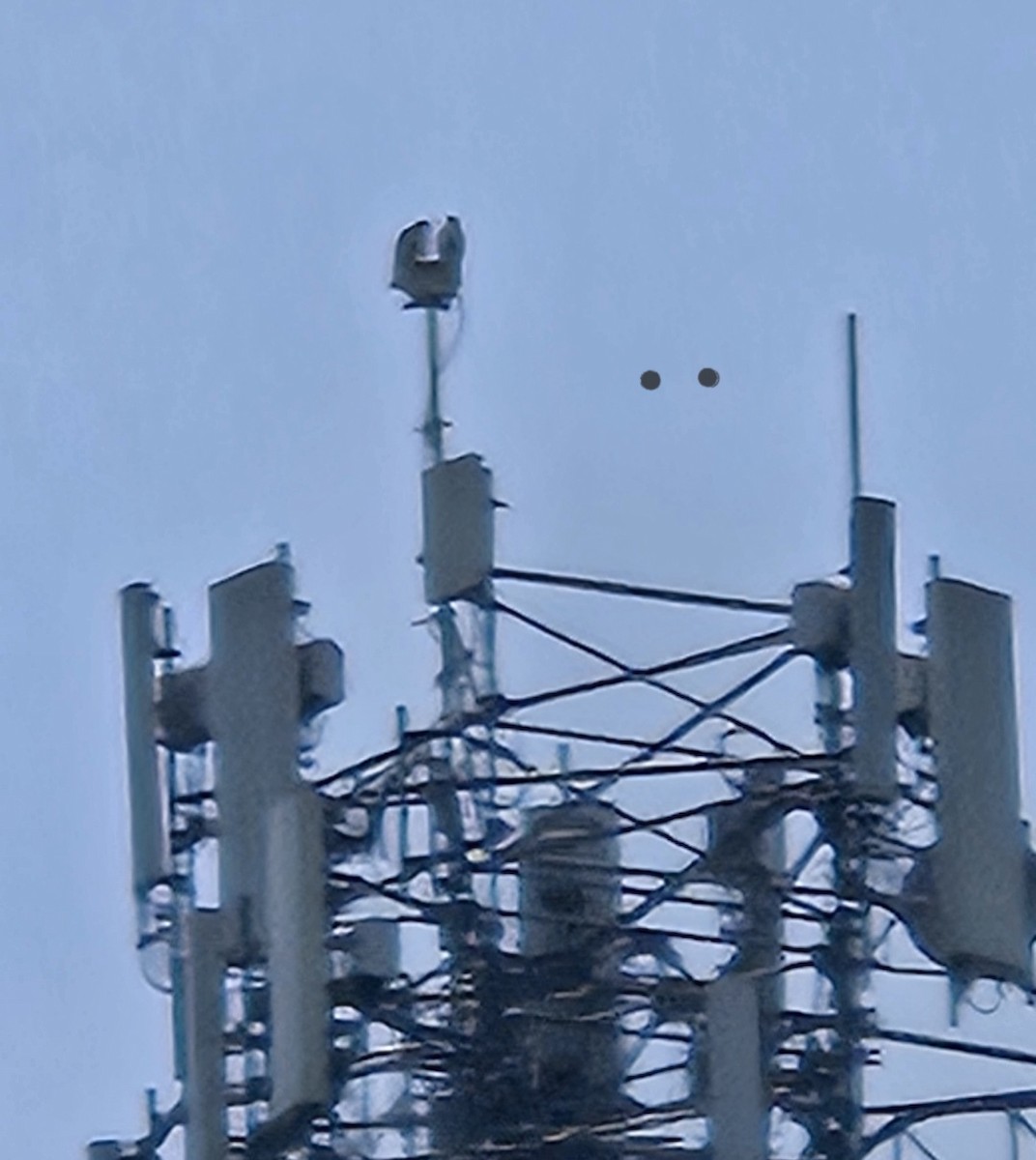 Red-tailed Hawk (borealis) - ML637106459