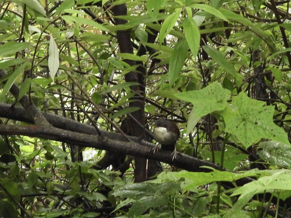 Wayanad Laughingthrush - ML637106486