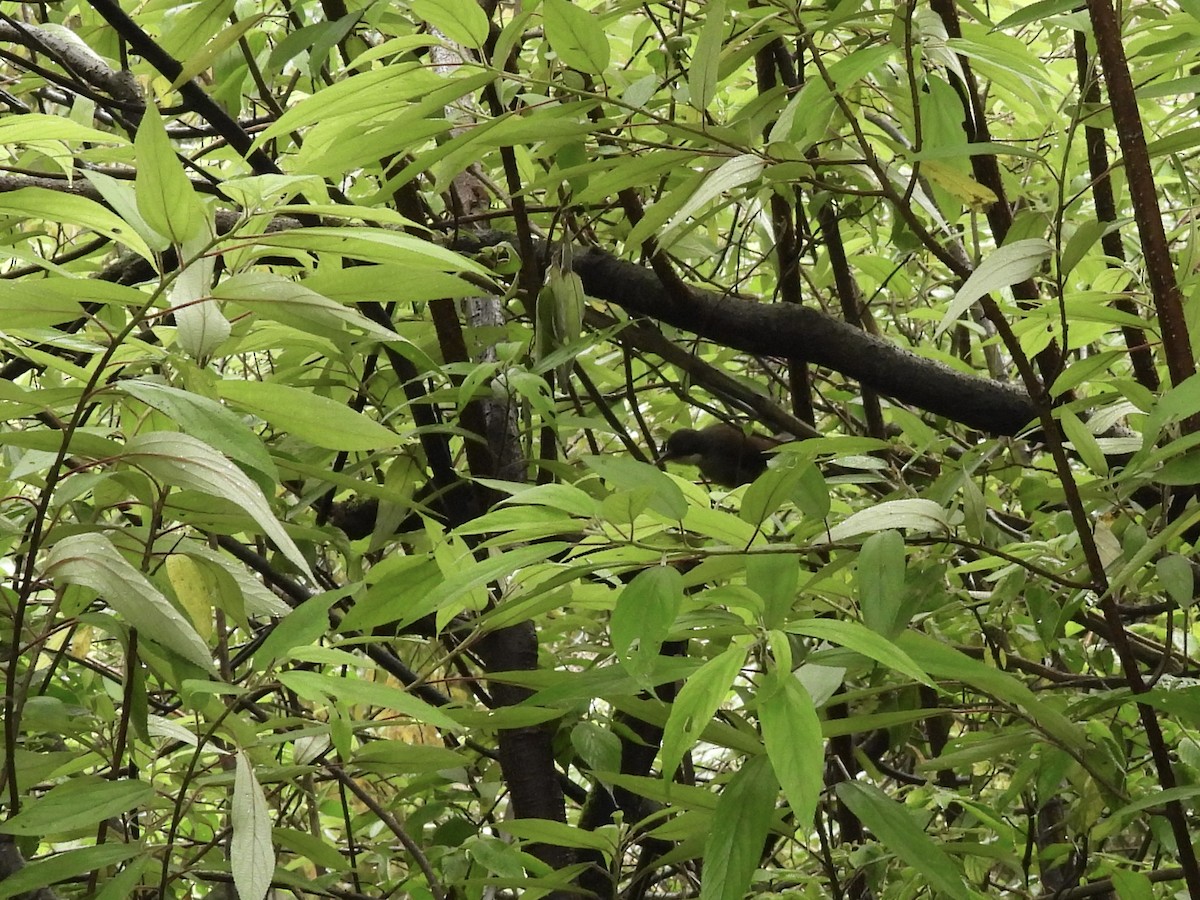 Wayanad Laughingthrush - ML637106487