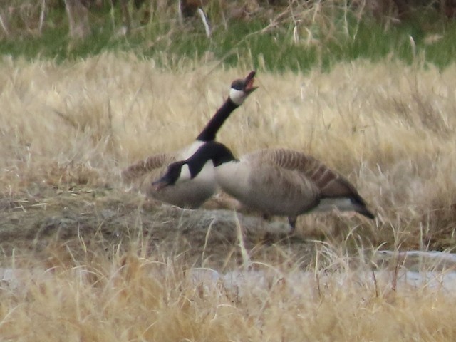 berneška velká - ML637106525