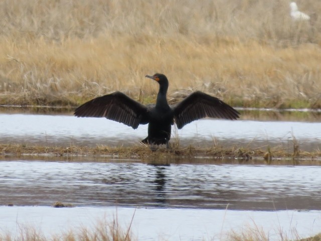 kormorán ušatý - ML637106529