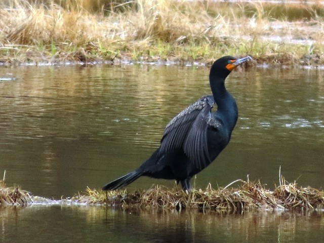 kormorán ušatý - ML637106537