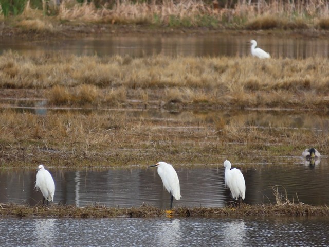 volavka bělostná - ML637106538
