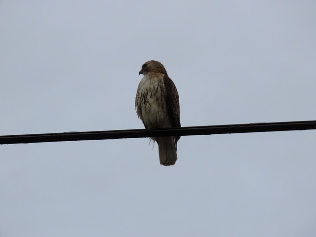 káně rudochvostá - ML637106547