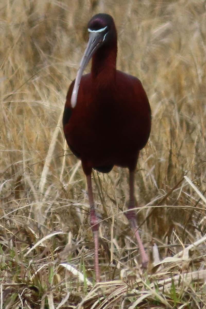 ibis hnědý - ML637106557