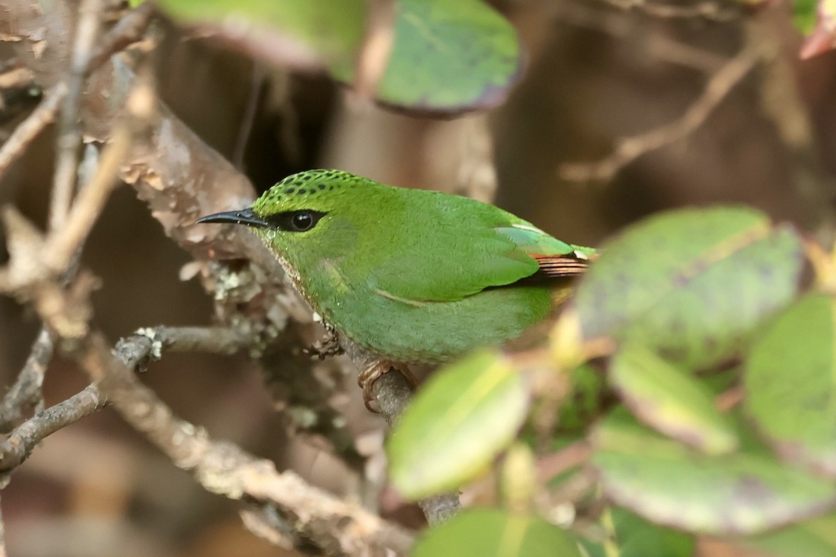Fire-tailed Myzornis - ML637106606