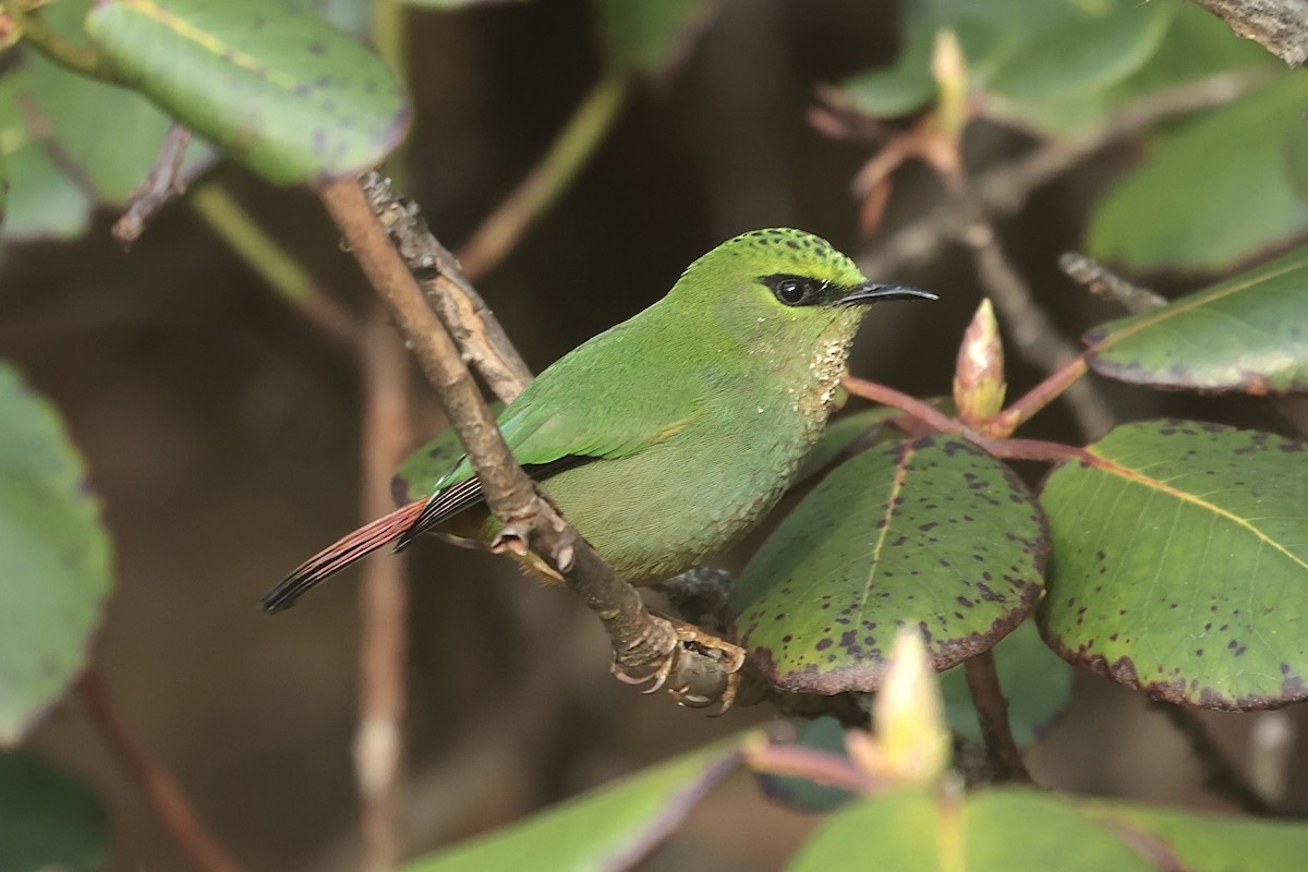 Fire-tailed Myzornis - ML637106607