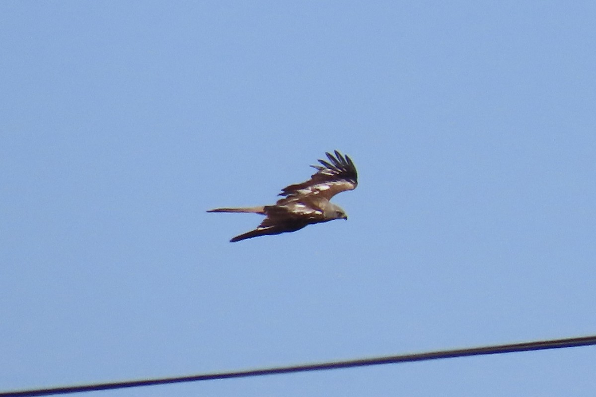 svartglente - ML637106616