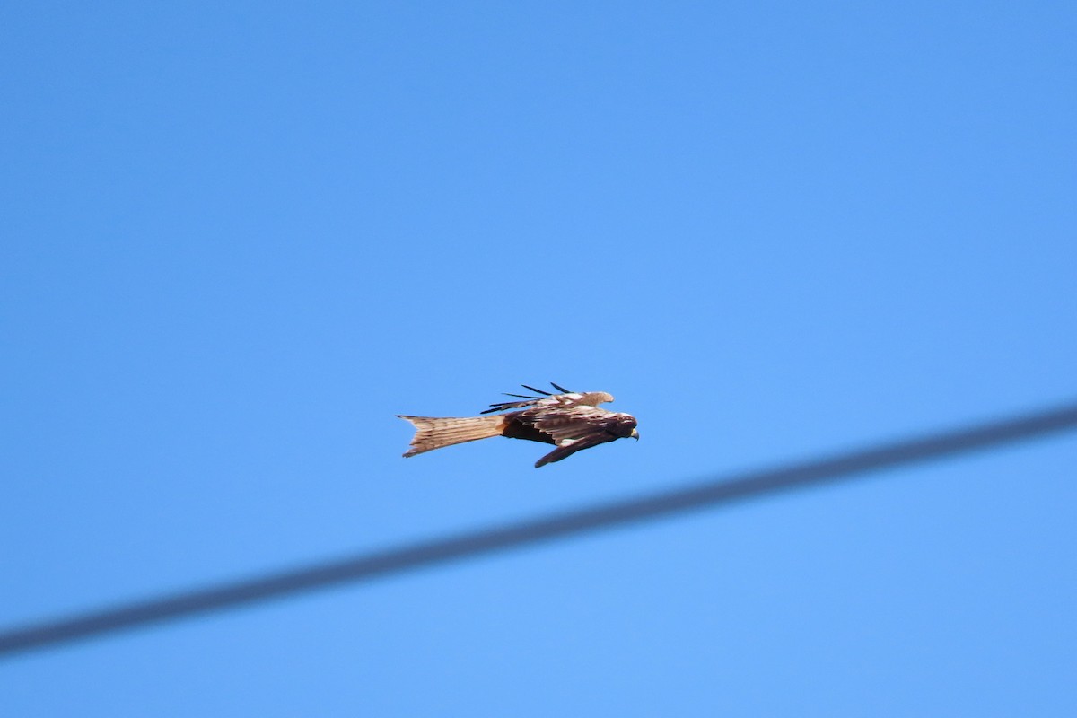 rødglente - ML637106628