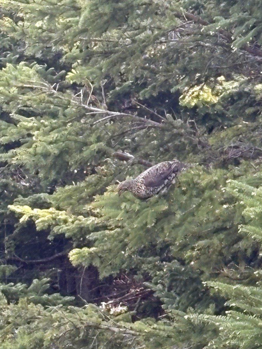 Spruce Grouse - ML637106657