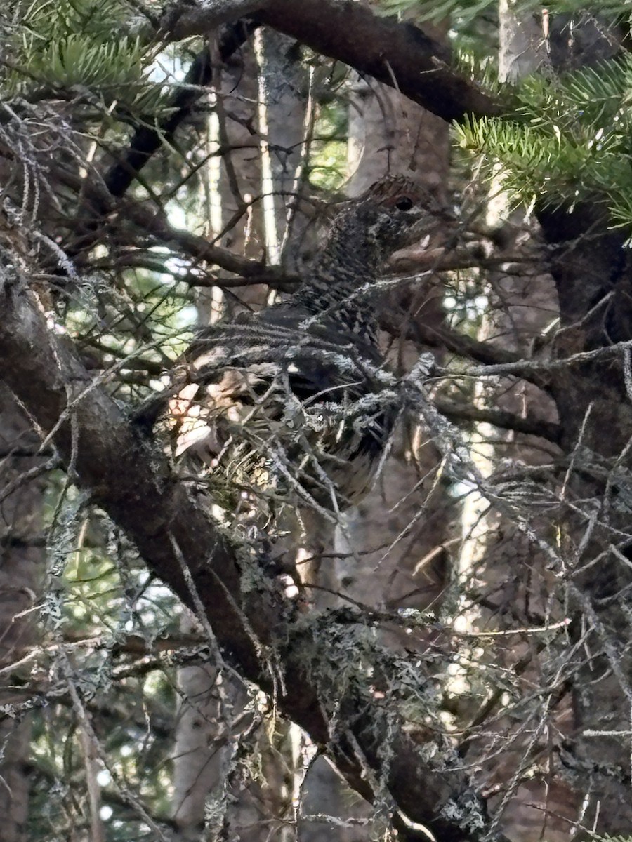 Spruce Grouse - ML637106658