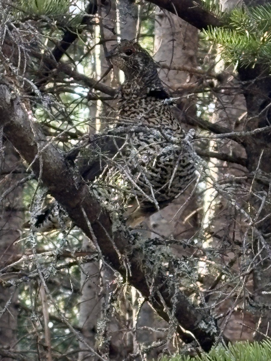 Spruce Grouse - ML637106659