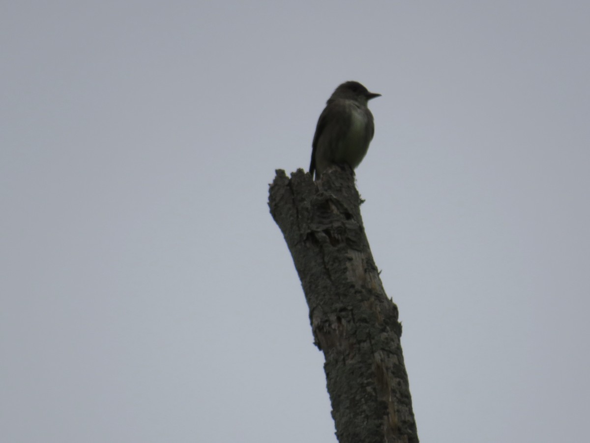 Olive-sided Flycatcher - ML637106678