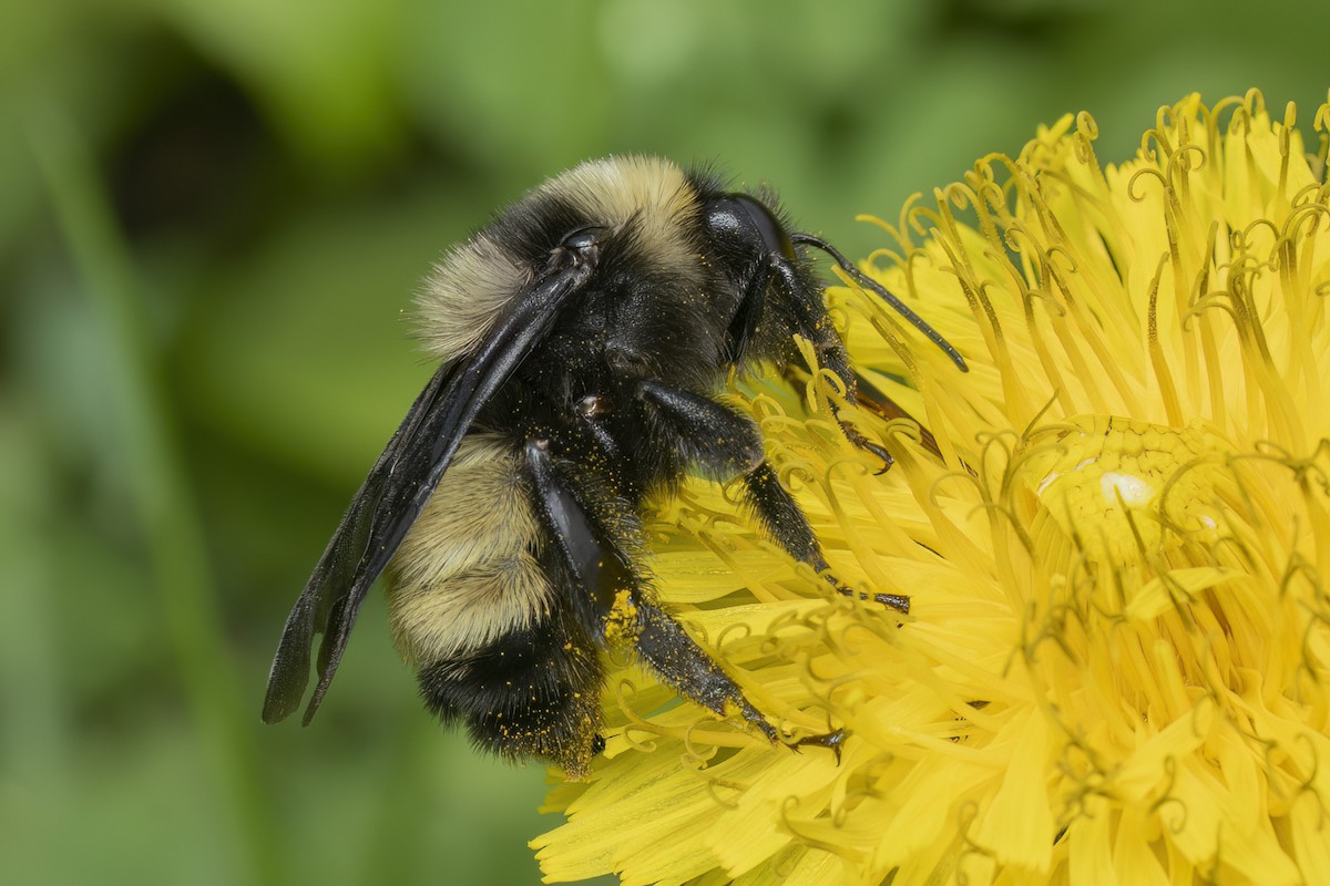 American Bumble Bee - ML637106681
