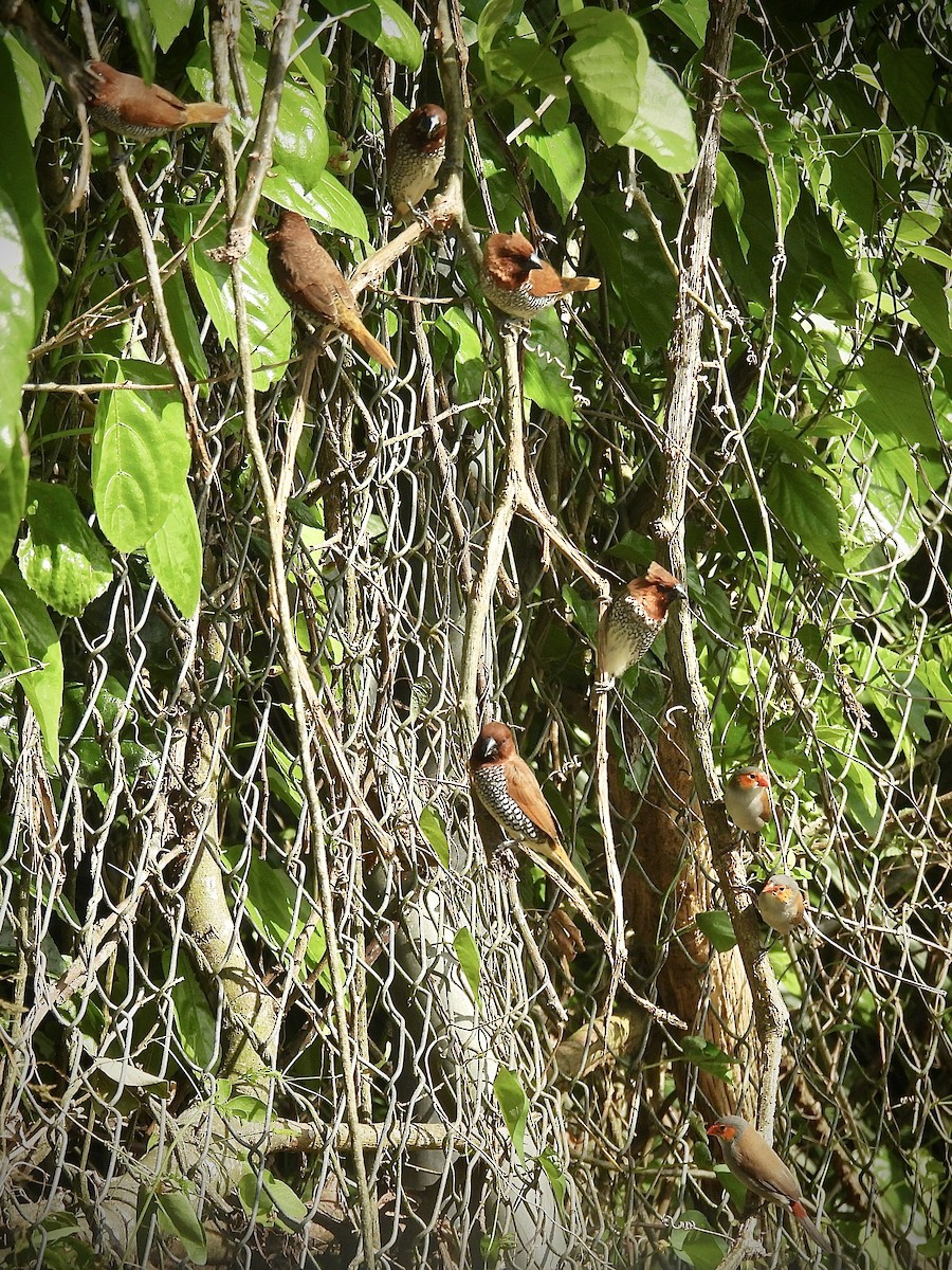 Orange-cheeked Waxbill - ML637106717