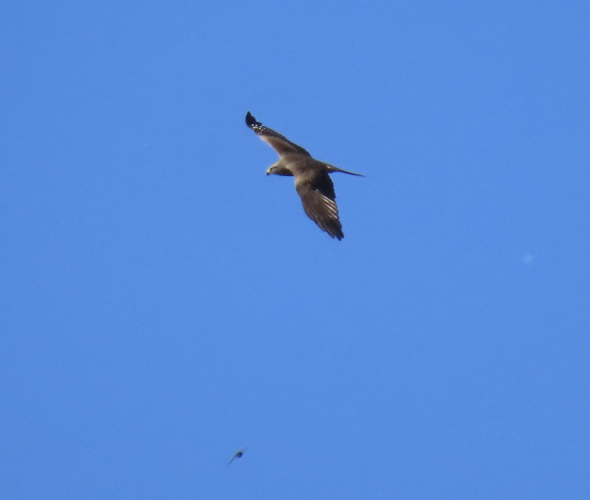 svartglente - ML637106758