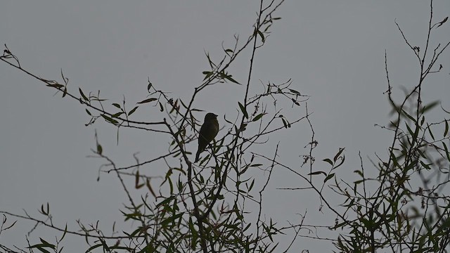 Painted Bunting - ML637106781