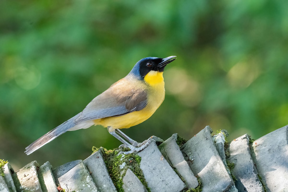 Blue-crowned Laughingthrush - ML637106852