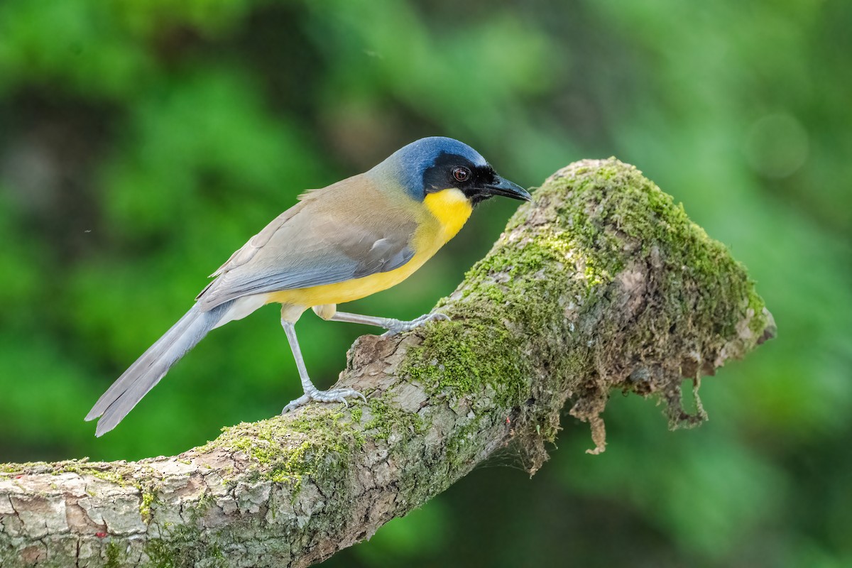 Blue-crowned Laughingthrush - ML637106857